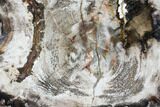 Petrified Wood Slab (Hickory) - Deschutes County, Oregon #103044-1
